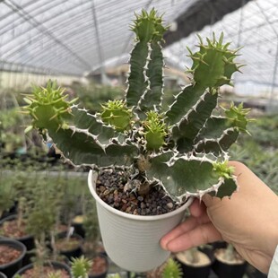 �K�� ��� �лʺ���Euphorbia graniticola����K