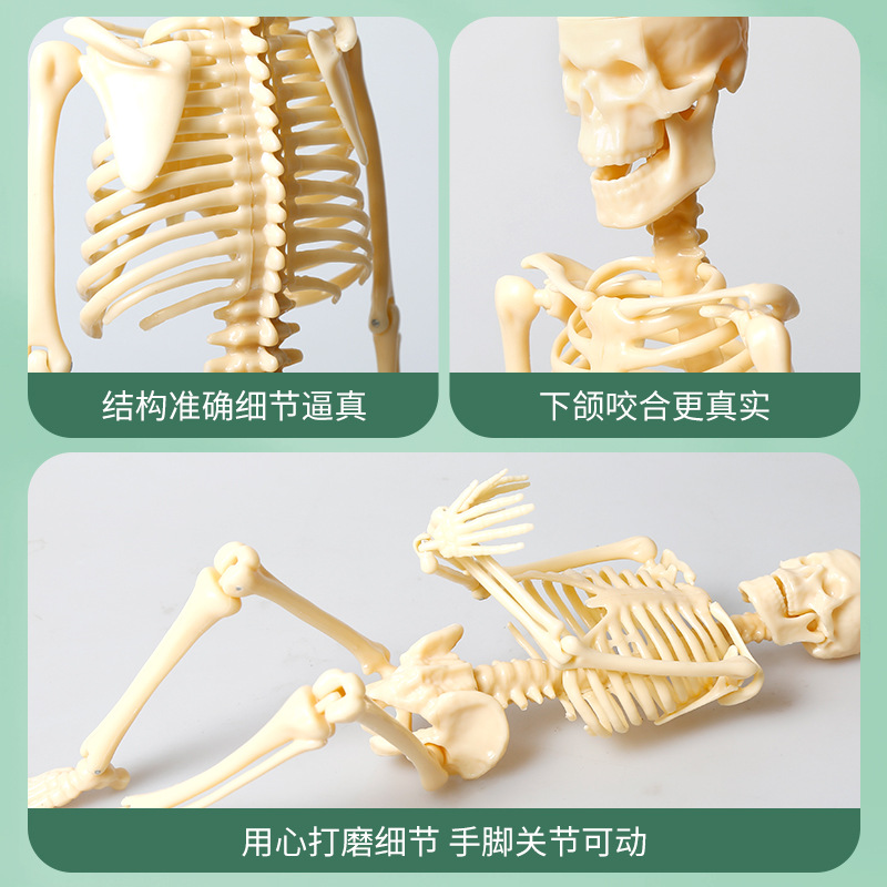 Modelo de esqueleto humano pequeño esqueleto de simulación de cuerpo completo de educación temprana para niños juguetes educativos material didáctico fuente de fábrica al por mayor