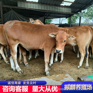 ���T����ţ �Bֳ����ţ�������������Sţţ�ٷ�������ţ