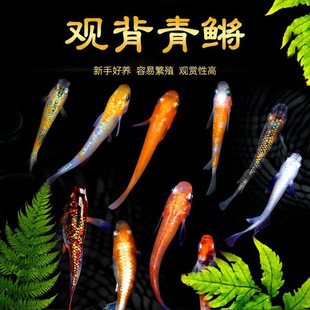 �^�����F�������B��������ˮ�~С�͵�ˮ�~ħ���~�^�p�~Ⱥ��ԭ���~