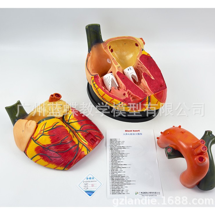 ��ѧ����5���Ŵ�����ģ�����������������걾������������ҽѧ