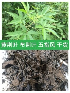 Ұ����Ȼ��ָ�� ��ָ�Lĵ�G�~ �G�~ �S�G�~ �S�G��  ���G