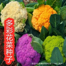 彩色花椰菜西兰花松花菜宝塔菜紫花菜春农四季阳台庭院大田播蔬菜