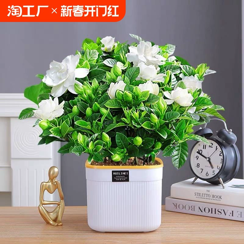 Горшечное растение Гардения с бутонами, настольное гидропонное зеленое растение, фестиваль цветения, комнатная гостиная, морозостойкая витрина
