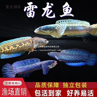 �w�~������{��ʯ�����~�����ò������^�p�~���{�ßᎧ�t�t������