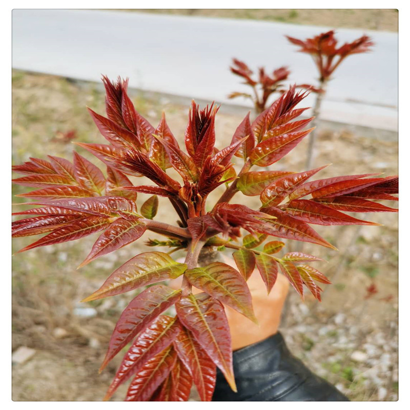 树苗批发 量大 香椿苗根系发达 香椿苗多少钱一棵