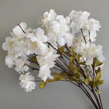 ��ɫϵ��c��֧��ˇõ�廨���Ļ�Y�������廨����bٻ���