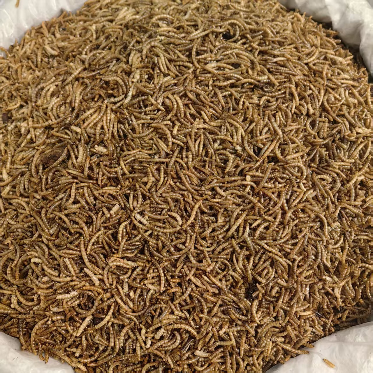 Dried Yellow Mealworms Tenebrio Molitor 500g Natural Sun Dried Feed for Ornamental Fish Birds and Hamsters key features