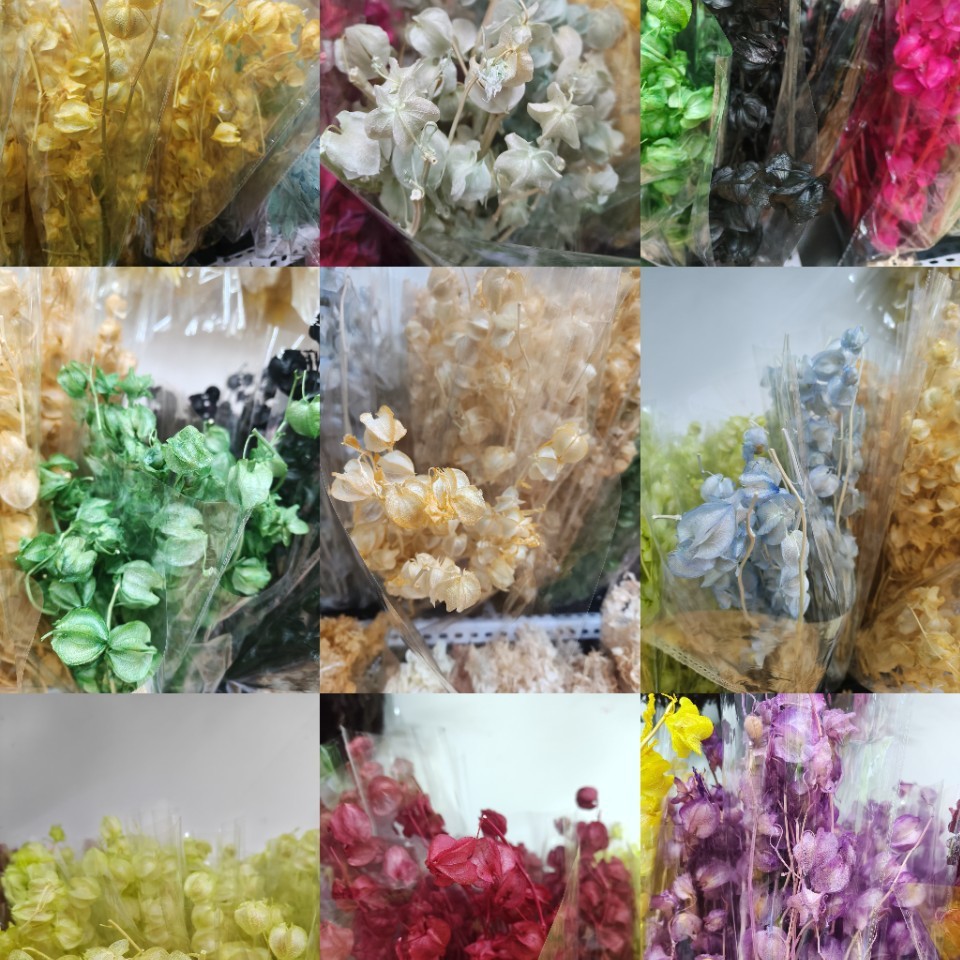 灯笼果永生花家居软装插花永生花灯笼果天然真花小众DIY花材
