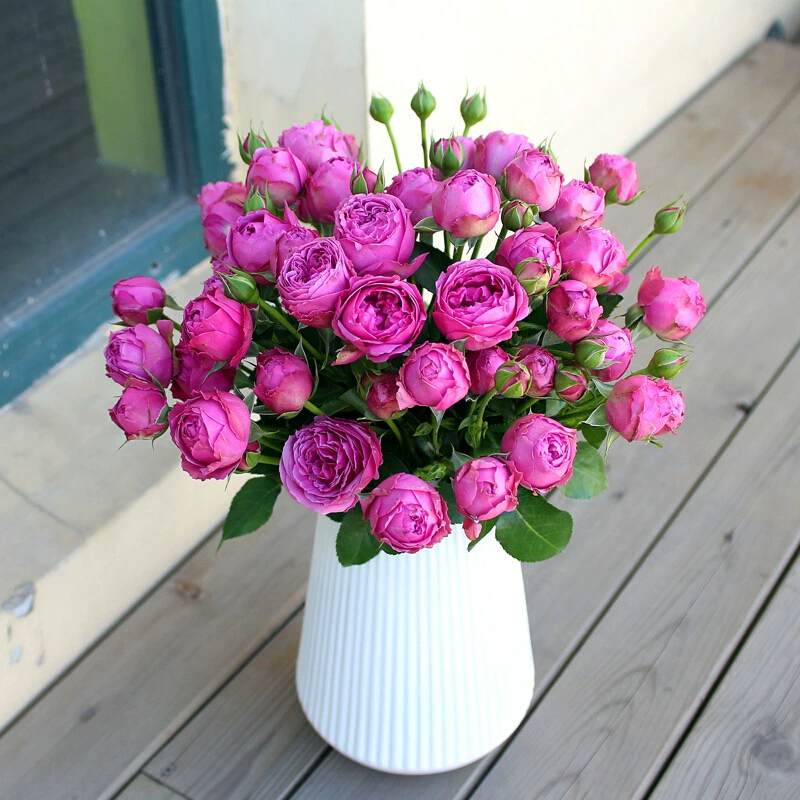Цельные розы в горшках для дропшиппинга, фиолетовые пузырьковые розы, миниатюрные розы для балкона, многоветвистые розы, зеленые растения для всех сезонов