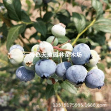 {d{ݮϱNֲ߅{ݮ{ݮ̨Y