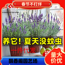 һ�����l޹�²����Ԏ������ֲ�������ͺ��͸ߜ��ļ��_���B���ܾW