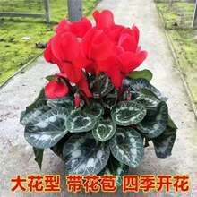 (������)�ɿ́������ļ��_���������k���҃Ȼ���ֲ�����Ӷ�����
