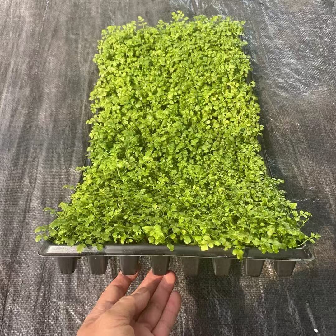 190202fb015c5e40878622f53ae908