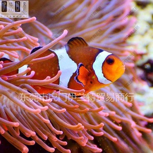 Clown Fish Artificial Seawater Fish Black Edge Gentleman Aohai Picasso Snow Print Panda Small Fish Ornamental Fish
