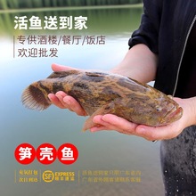 笋壳鱼竹壳鱼呆子鱼批发活鱼饭店家庭餐饮商用顺丰包邮广东产地