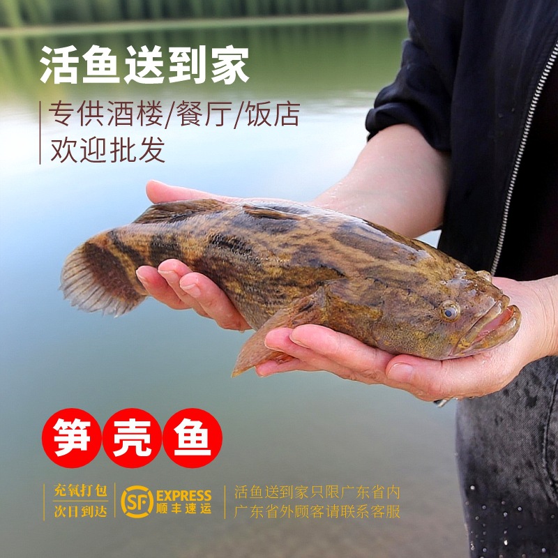 笋壳鱼竹壳鱼呆子鱼批发活鱼饭店家庭餐饮商用顺丰包邮广东产地