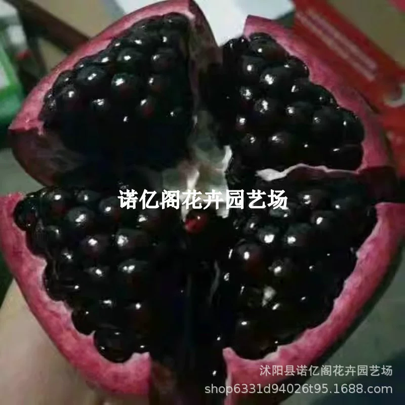 Рассада гранатового дерева Тунис Черный Мягкий Семян Двор Фруктовое дерево Посадка в горшке Северная и Южная Посадка Крупное бессемянное Гранатовое дерево Плодоношение Рассада