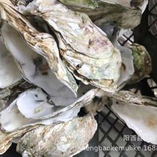 ĵϠ���V����򺚤�~���\���Bֳ�V��򺚤ˮ����ˮϴ��򺚤�\���~��