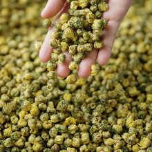 云记补补丨初开杭白菊45g丨浙江桐乡胎菊花干花丨泡水泡茶 花蜜香