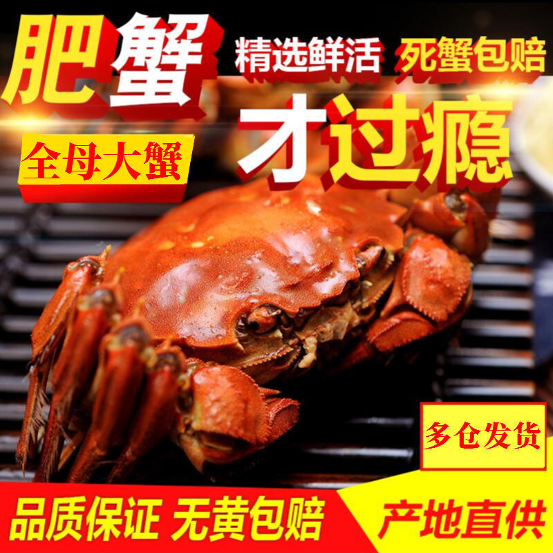 10只包邮现货苏州大闸蟹全母螃蟹鲜活全公海鲜河蟹水产礼盒批发