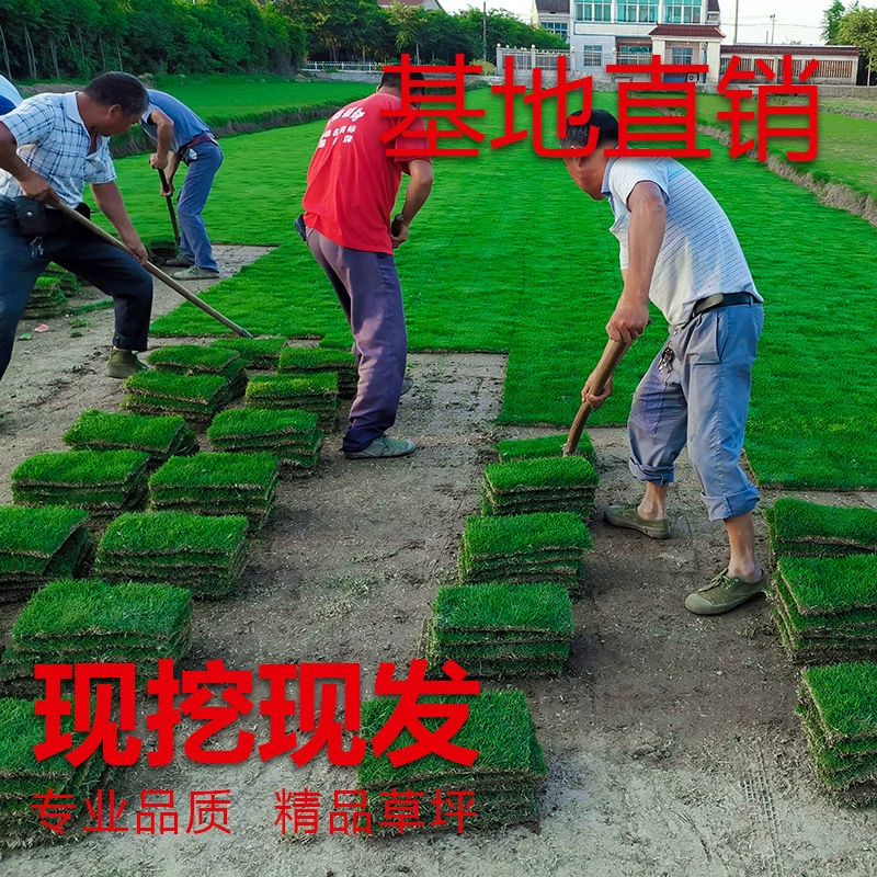 Настоящий газон с почвой ковровая трава Тайваньская трава Вилла двор сад с почвой Озеленение Манильский газон