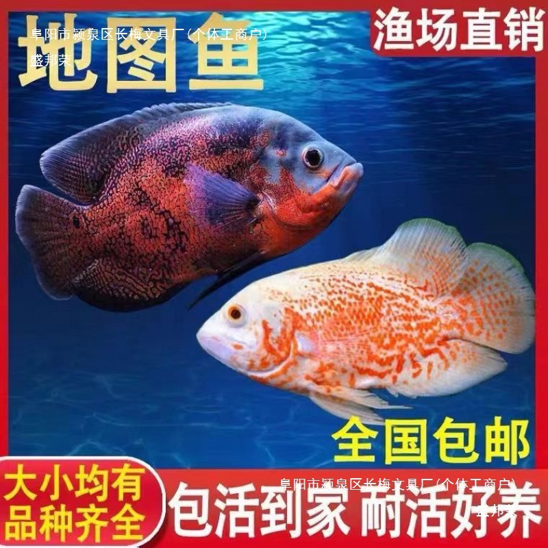 黑地图鱼红白地图猪仔鱼风水发财鱼中大型淡水热带观赏鱼活体中国