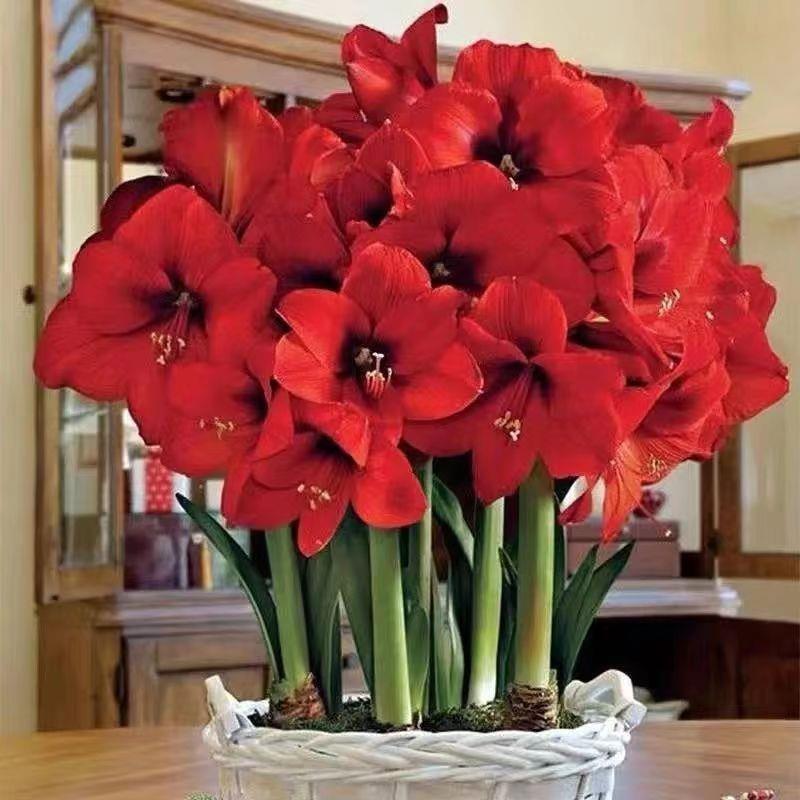 시험 심기 작은 공 [색상 랜덤]