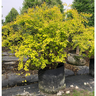 Golden Fountain Spirea Chengdu Landscaping Seedlings Colorful Foliage Plants Flower Border Plants