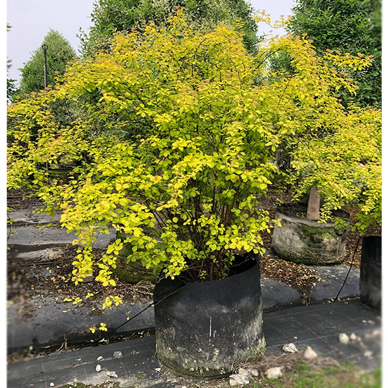 Золотой Фонтан Спирея Чэнду Ландшафтный Рассада Цветные Листовые Растения Цветочные Бордюры Растения