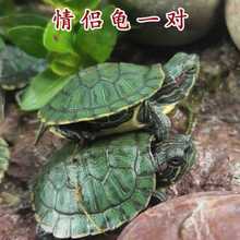 巴西龟中华草龟小乌龟活物网红观赏宠物龟大水龟红耳龟便宜乌龟钢