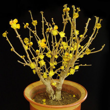 ������ �D÷���� �D÷�辰 �����D÷ ���Լ޽��D÷�������_��ֲ��