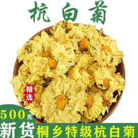 杭白菊花茶桐乡朵菊花茶特级清热去火胎菊大花草茶50-500克批发