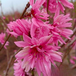 �������l �ջ��� ���� �a�؃r�� �@�־G�����^����ľ �ջ�����