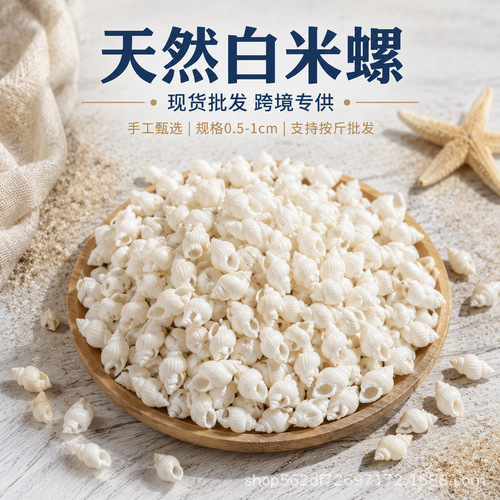 White conch shells, natural shells, sea snails, sea stars, sea urchin shells, aquarium landscaping, micro landscape bottles, drift bottles, DIY accessories White conch shells, natural shells, sea snails, sea stars, sea urchin shells, aquarium landscaping, micro landscape bottles, drift bottles, DIY accessories