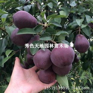 ��t����˹������޽�ȫ�t���������������ϱ���ͥԺ���Ե���