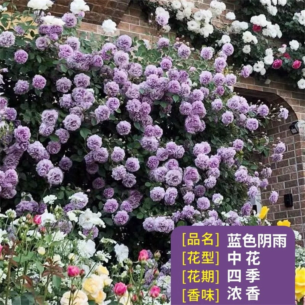 Европейская Луна Канарейка Роза Рассада Миниатюрный Четыре Сезона Крытый Балкон В Горшке Многоголовый Цветок Розы Леденец Дерево Луна