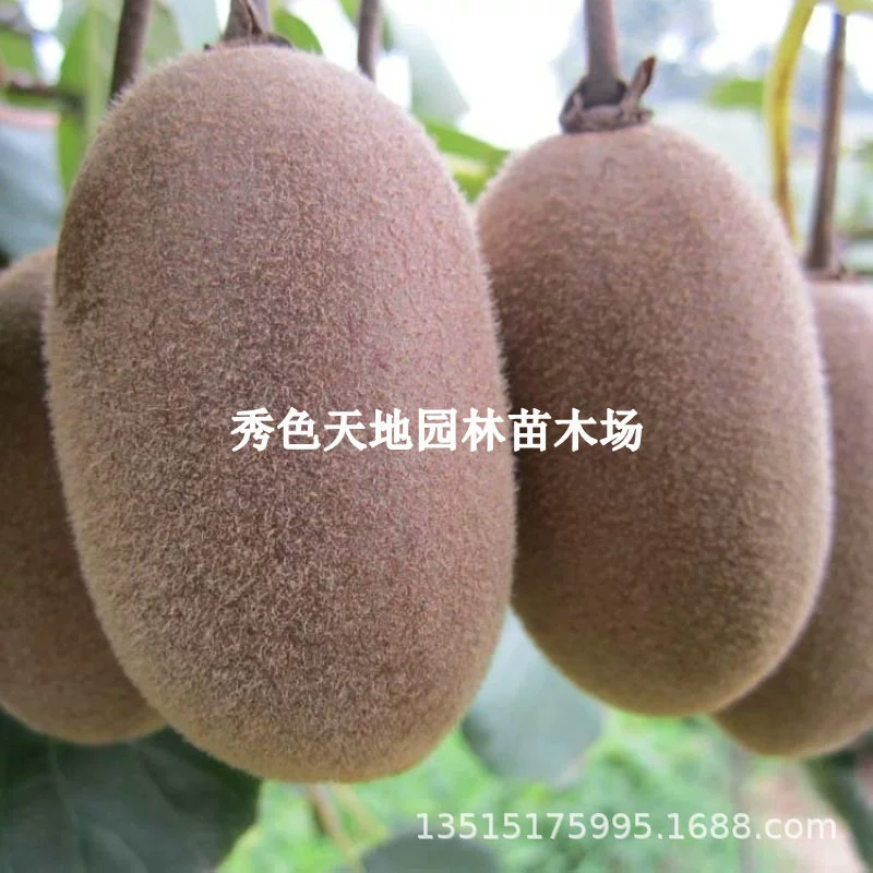 Прививка Yati киви дерево саженцы зеленого сердца тупое киви саженцы киви фруктовые деревья