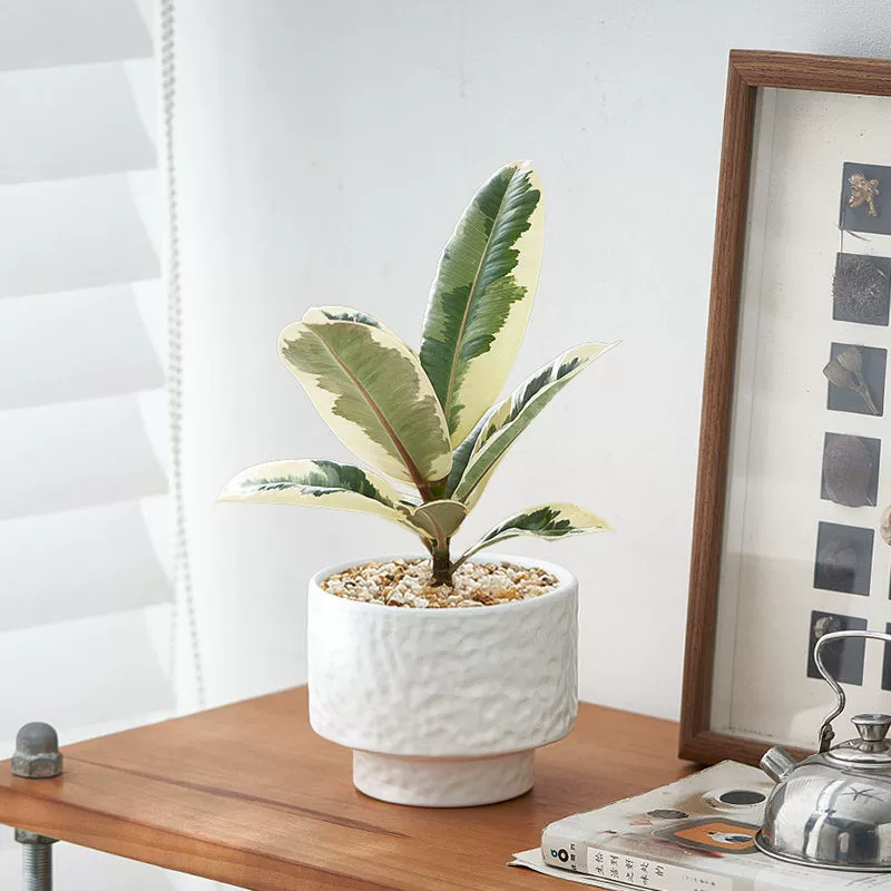 Листья комиксов, резиновое дерево, комнатное растение, офисное общежитие, зеленое растение, простое в уходе, красочные листья, модное интересное настольное растение в горшке