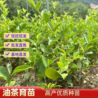 【高产优选】大别山1号优质油茶苗 抗病高产 基地直供