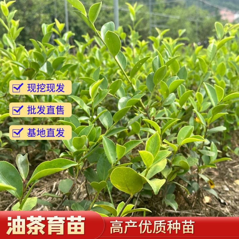 【高产优选】长林系列优质油茶苗4.18.40.53.166抗病高产基地直供