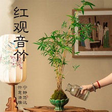 苔藓球植物景观凤尾竹红观音竹米竹水培盆景客厅桌面观赏竹子盆栽
