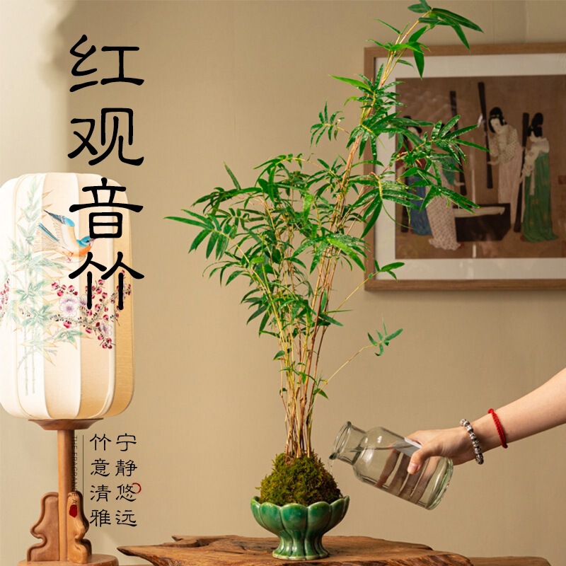 Moss Ball Plant Landscape Phoenix Tail Bamboo Red Guanyin Bamboo Rice Bamboo Hydroponic Bonsai Living Room Desktop Ornamental Bamboo Potted Plant Moss Ball Plant Landscape Phoenix Tail Bamboo Red Guanyin Bamboo Rice Bamboo Hydroponic Bonsai Living Room Desktop Ornamental Bamboo Potted Plant