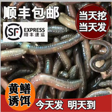 ���w�t����r��t�����S�X�����ش��������Ұុ��D�~�D