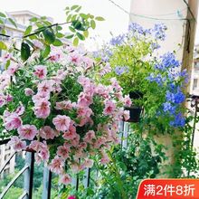 矮牵牛花苗重瓣四季超级垂吊星空开花不断室内外易种植花卉