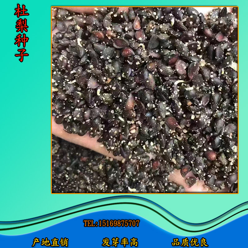梨树种子杜梨种子嫁接梨树苗盆栽地栽棠梨种子砧木种子果树种子