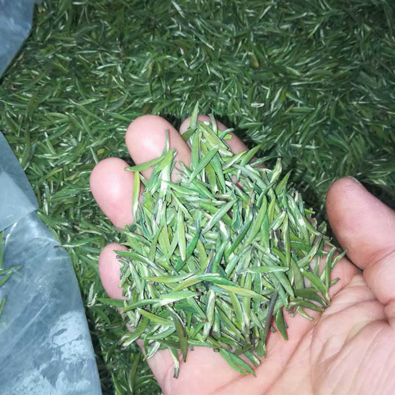 2024 New Tea Green Tea Mellow Taste Maojian Loose Tea Biluochun Tea Alpine Cloud Green Tea 500g Bulk