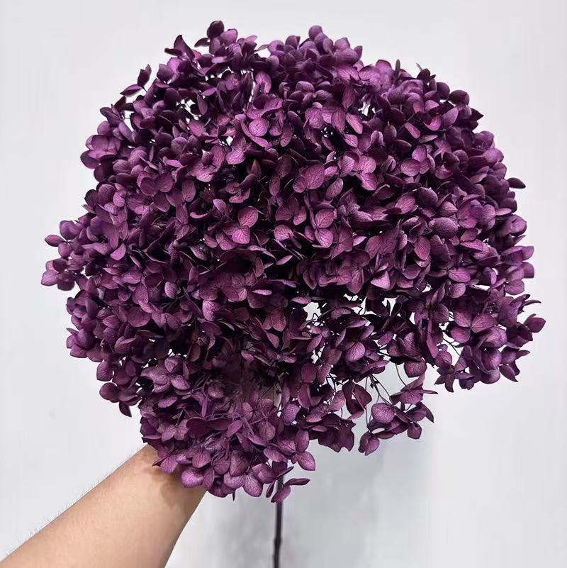 Yunnan Anna Hydrangea Flower Wholesale DIY Flower Preservation Flower Materiales de Regalo de Navidad