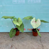 [Direct supply of the base] Observation plant green plants potted home flower pot plants 100#C25 color leaf taro