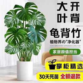 龟背竹客厅大型盆栽室内老桩观叶植物老桩提根落地净化空气吸甲醛